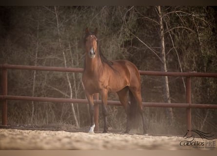 Andalusier, Hingst, 8 år, 168 cm, Brun