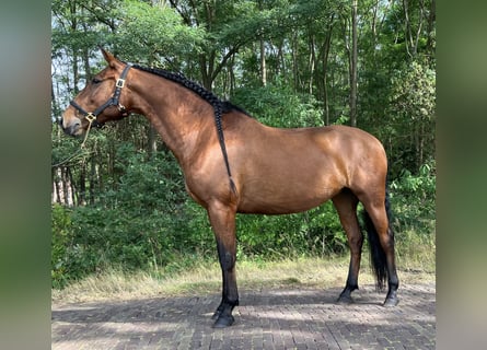 Andalusiër, Merrie, 10 Jaar, 164 cm, Roodbruin