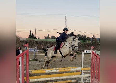 Andalusiër Mix, Merrie, 11 Jaar, 160 cm, Schimmel