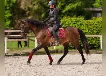 Andalusiër, Merrie, 12 Jaar, 150 cm, Bruin