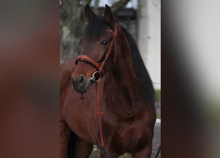 Andalusiër, Merrie, 12 Jaar, 153 cm, Bruin