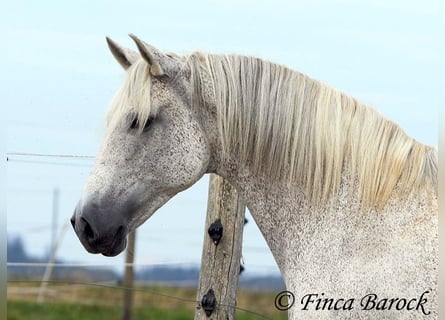 Andalusier, Stute, 13 Jahre, 162 cm, Schimmel