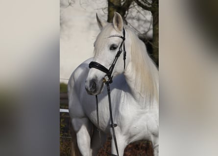 Andalusiër Mix, Merrie, 13 Jaar, 162 cm, Schimmel