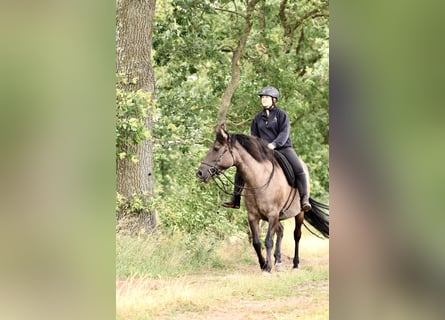 Andalusiër Mix, Merrie, 14 Jaar, 153 cm, Grullo