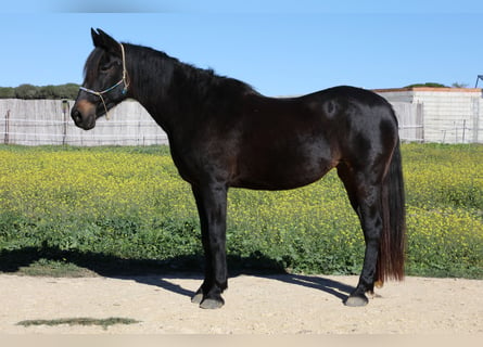 Andalusiër, Merrie, 18 Jaar, 157 cm, Zwartbruin