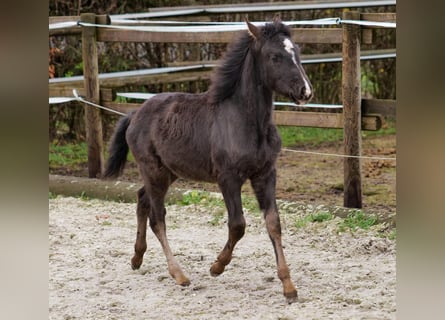 Andalusiër, Merrie, 1 Jaar, 115 cm, Falbe