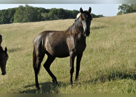 Andalusiër, Merrie, 1 Jaar, 155 cm, Schimmel