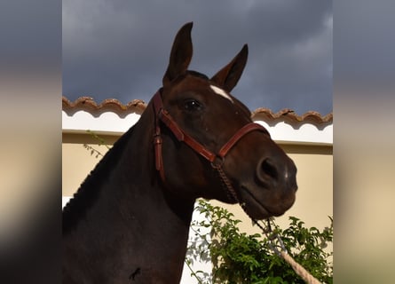 Andalusiër, Merrie, 20 Jaar, 158 cm, Bruin