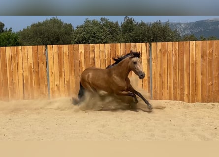 Andalusiër, Merrie, 3 Jaar, 154 cm, Buckskin