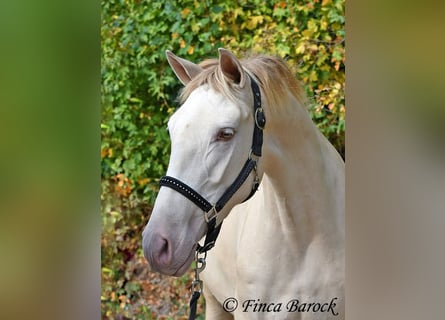 Andalusiër, Merrie, 3 Jaar, 157 cm, Pearl