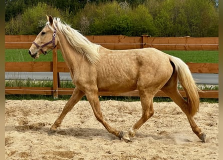 Andalusiër Mix, Merrie, 3 Jaar, 158 cm, Palomino