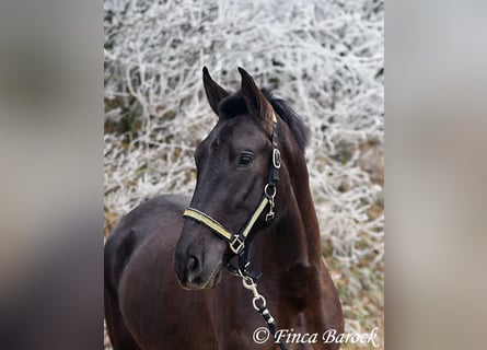 Andalusiër, Merrie, 4 Jaar, 152 cm, Zwart