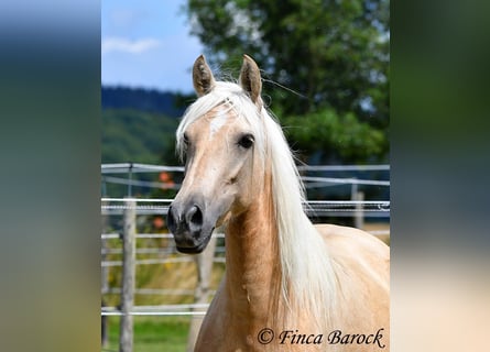 Andalusiër, Merrie, 4 Jaar, 153 cm, Palomino