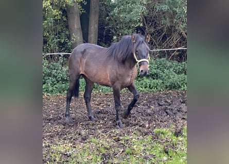 Andalusiër, Merrie, 4 Jaar, 154 cm, Donkerbruin