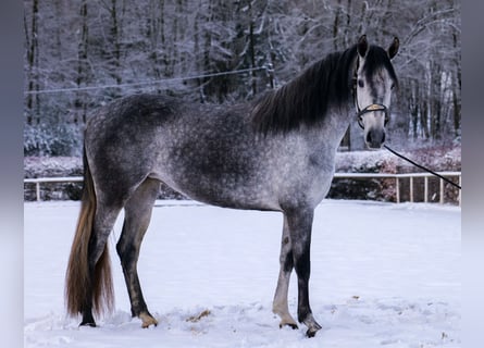 Andalusiër, Merrie, 4 Jaar, 155 cm, Appelschimmel