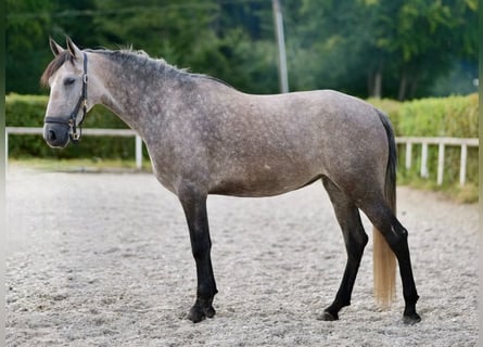 Andalusier, Stute, 4 Jahre, 155 cm, Blauschimmel