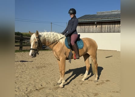 Andalusiër, Merrie, 4 Jaar, 155 cm, Palomino