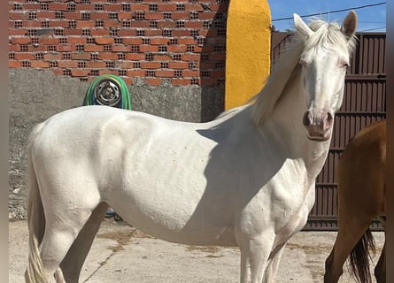 Andalusiër, Merrie, 4 Jaar, 157 cm, Cremello