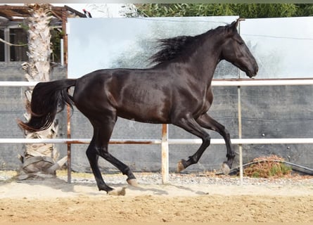 Andalusiër, Merrie, 4 Jaar, 157 cm, Zwart