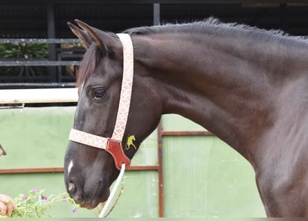 Andalusiër, Merrie, 4 Jaar, 158 cm, Zwart