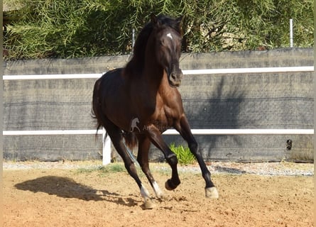 Andalusiër, Merrie, 4 Jaar, 158 cm, Zwart