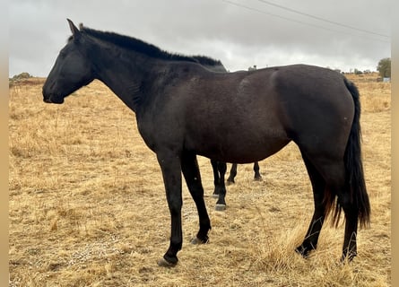 Andalusiër, Merrie, 4 Jaar, 164 cm