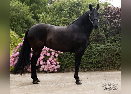 Andalusiër, Merrie, 4 Jaar, 168 cm, Zwart