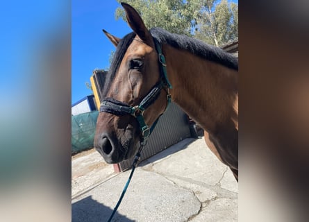 Andalusiër Mix, Merrie, 4 Jaar, 173 cm, Falbe