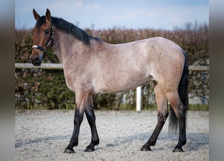 Andalusiër, Merrie, 5 Jaar, 155 cm, Rood schimmel