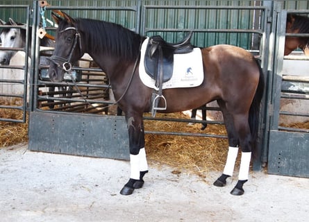 Andalusiër, Merrie, 5 Jaar, 160 cm, Zwart