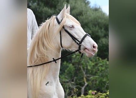 Andalusiër, Merrie, 6 Jaar, 153 cm, Cremello