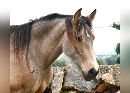 Andalusiër, Merrie, 6 Jaar, 156 cm, Falbe