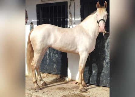 Andalusiër, Merrie, 6 Jaar, 158 cm, Perlino