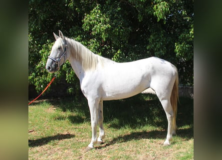 Andalusiër, Merrie, 7 Jaar, 153 cm, Schimmel