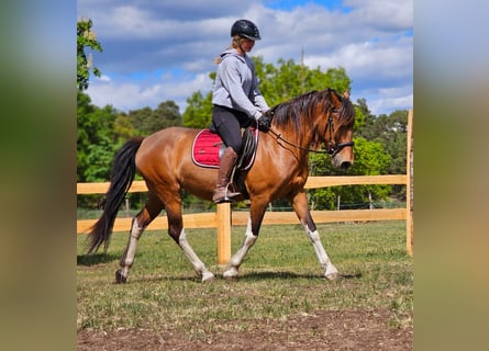 Andalusiër Mix, Merrie, 7 Jaar, 155 cm, Bruin