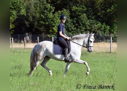 Andalusiër, Merrie, 7 Jaar, 155 cm, Schimmel