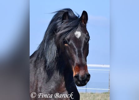 Andalusiër, Merrie, 7 Jaar, 159 cm, Zwartbruin