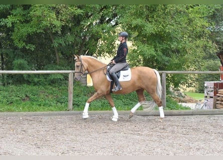 Andalusiër, Merrie, 7 Jaar, 163 cm, Palomino