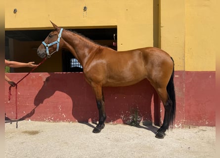 Andalusiër, Merrie, 7 Jaar, 164 cm, Bruin