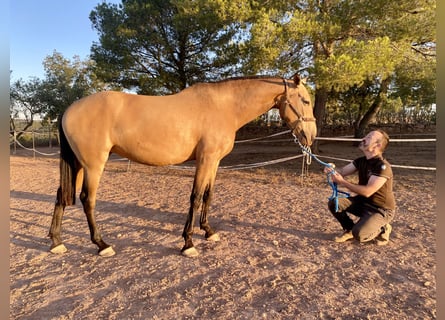 Andalusiër, Merrie, 7 Jaar, 169 cm, Falbe