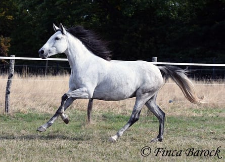 Andalusiër, Merrie, 8 Jaar, 156 cm, Schimmel