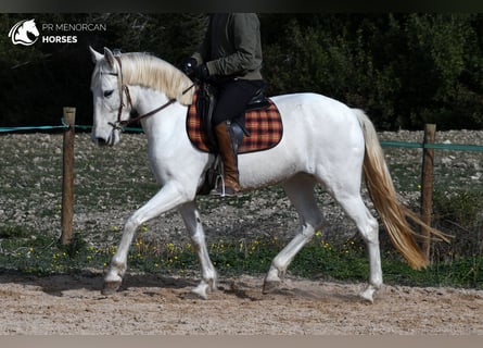 Andalusiër, Merrie, 8 Jaar, 156 cm, Wit
