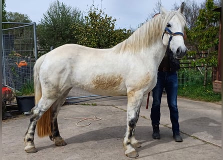 Andalusiër Mix, Merrie, 9 Jaar, 150 cm, Schimmel