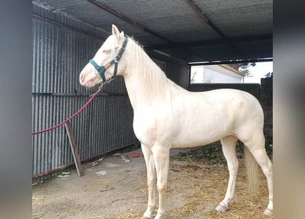Andalusiër, Merrie, 9 Jaar, 155 cm, Cremello
