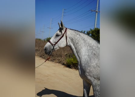 Andalusiër, Merrie, 9 Jaar, 163 cm, Schimmel