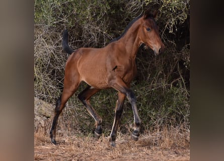 Andalusiër, Merrie, veulen (03/2024), 158 cm, Brauner