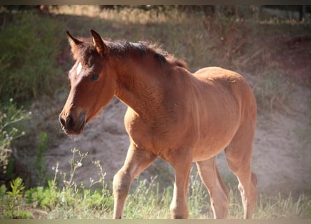 Andalusiër Mix, Merrie, Veulen (03/2026), 165 cm, Bruin