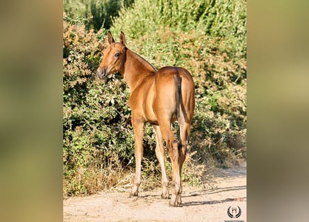 Andalusiër, Merrie, Veulen (01/2026), Donkerbruin
