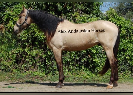 Andalusiër, Ruin, 14 Jaar, 169 cm, Buckskin