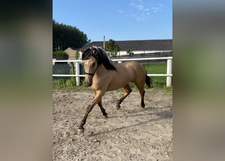 Andalusiër, Ruin, 2 Jaar, 151 cm, Buckskin